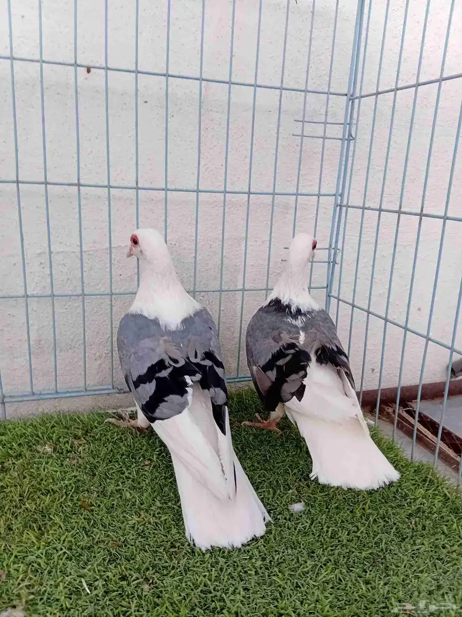 زوج راعبي 8
