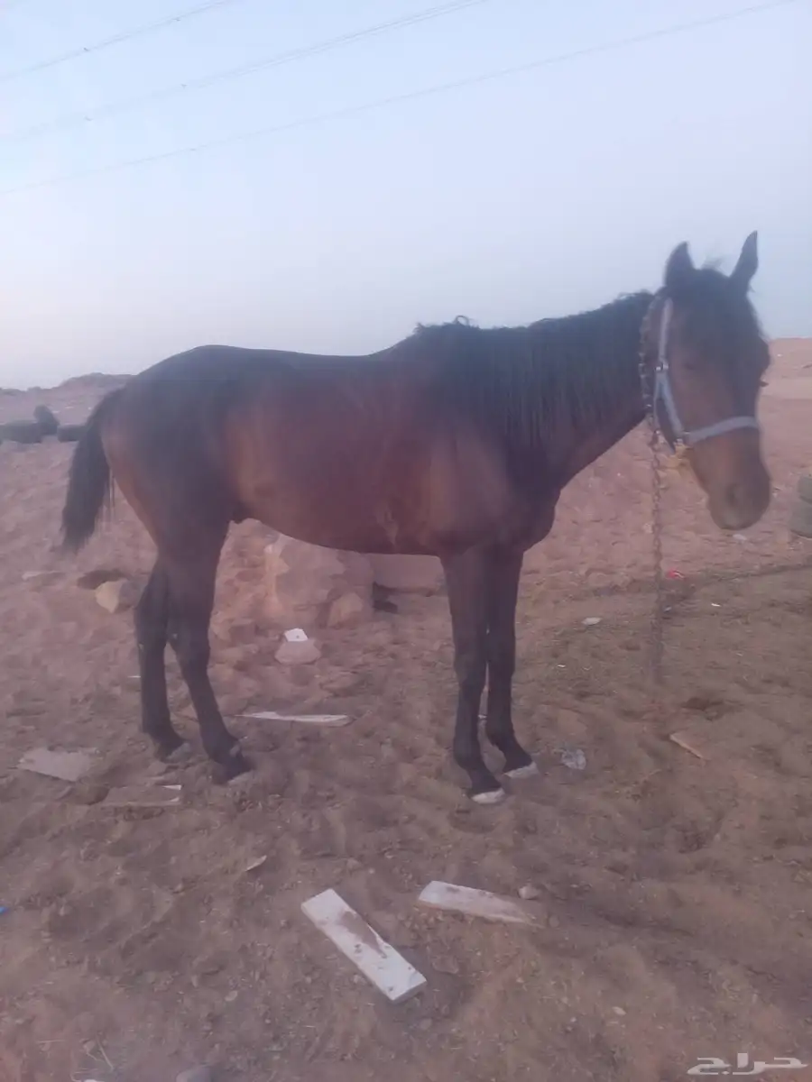 تبوك مقابل شرطه الحمراء 0