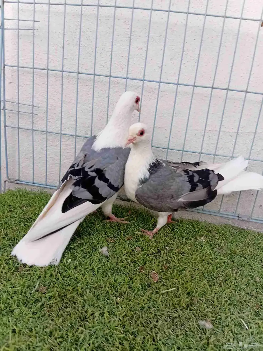 زوج راعبي 6