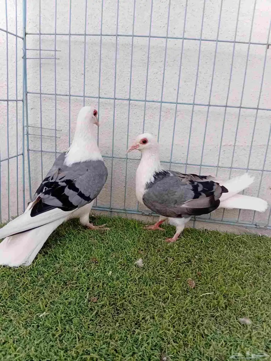 زوج راعبي 3