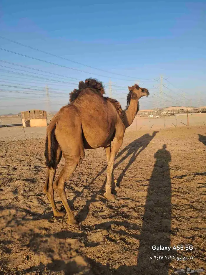 سواحل حمر دم رقم واحد 7