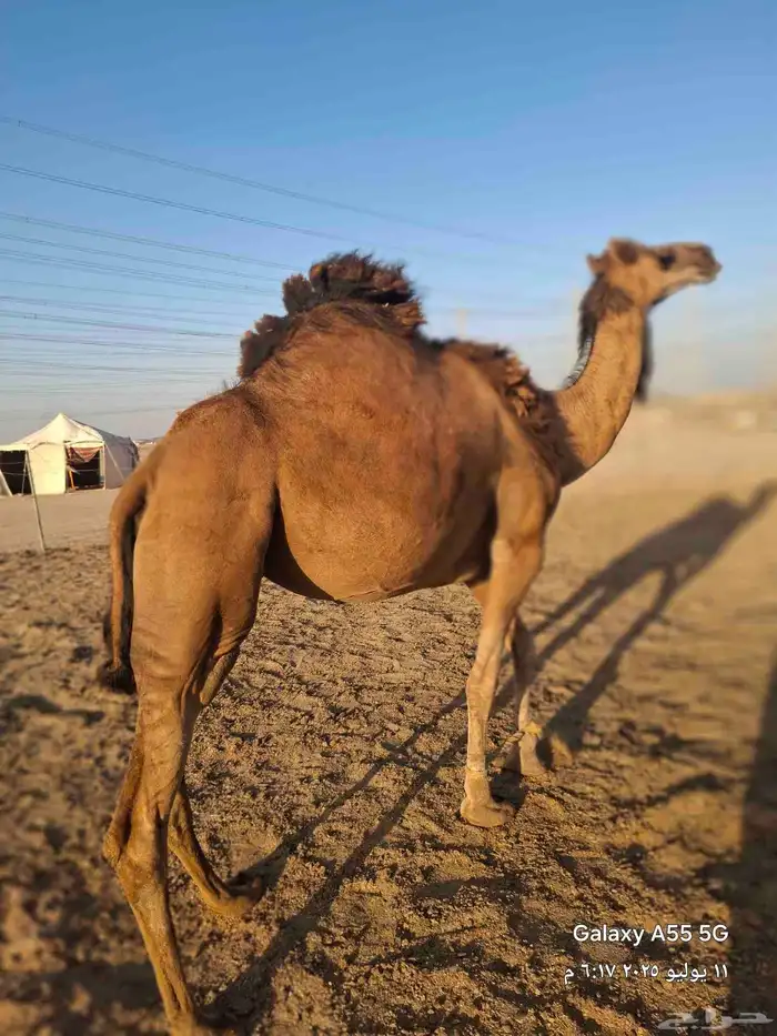 سواحل حمر دم رقم واحد 6