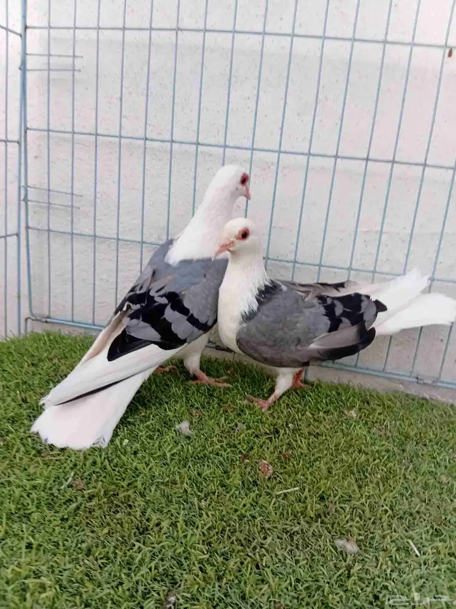 زوج راعبي 7