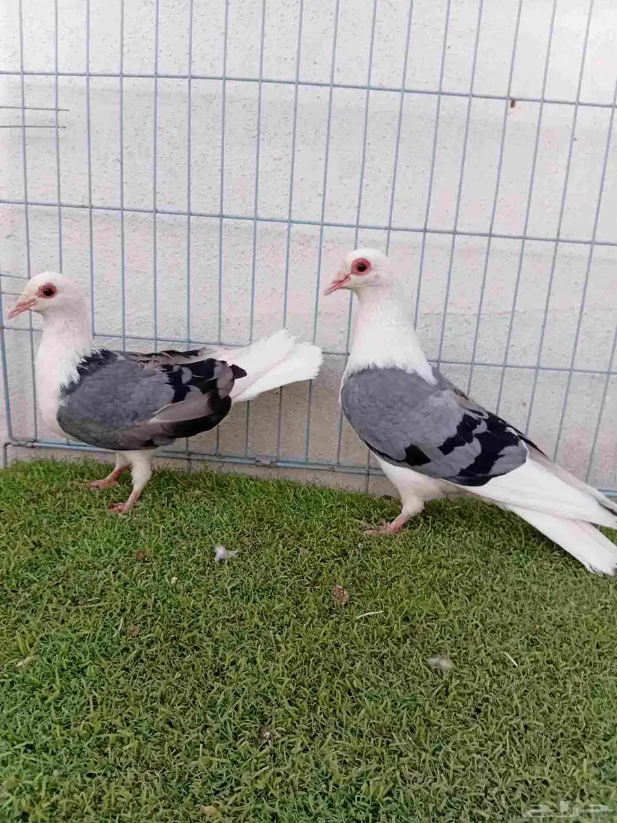 زوج راعبي 1