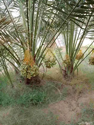 يوجد جثايث اخلاص. ونبوت سيف وسكري 4