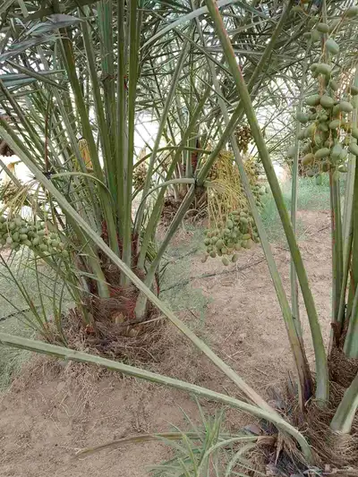 يوجد جثايث اخلاص. ونبوت سيف وسكري 3