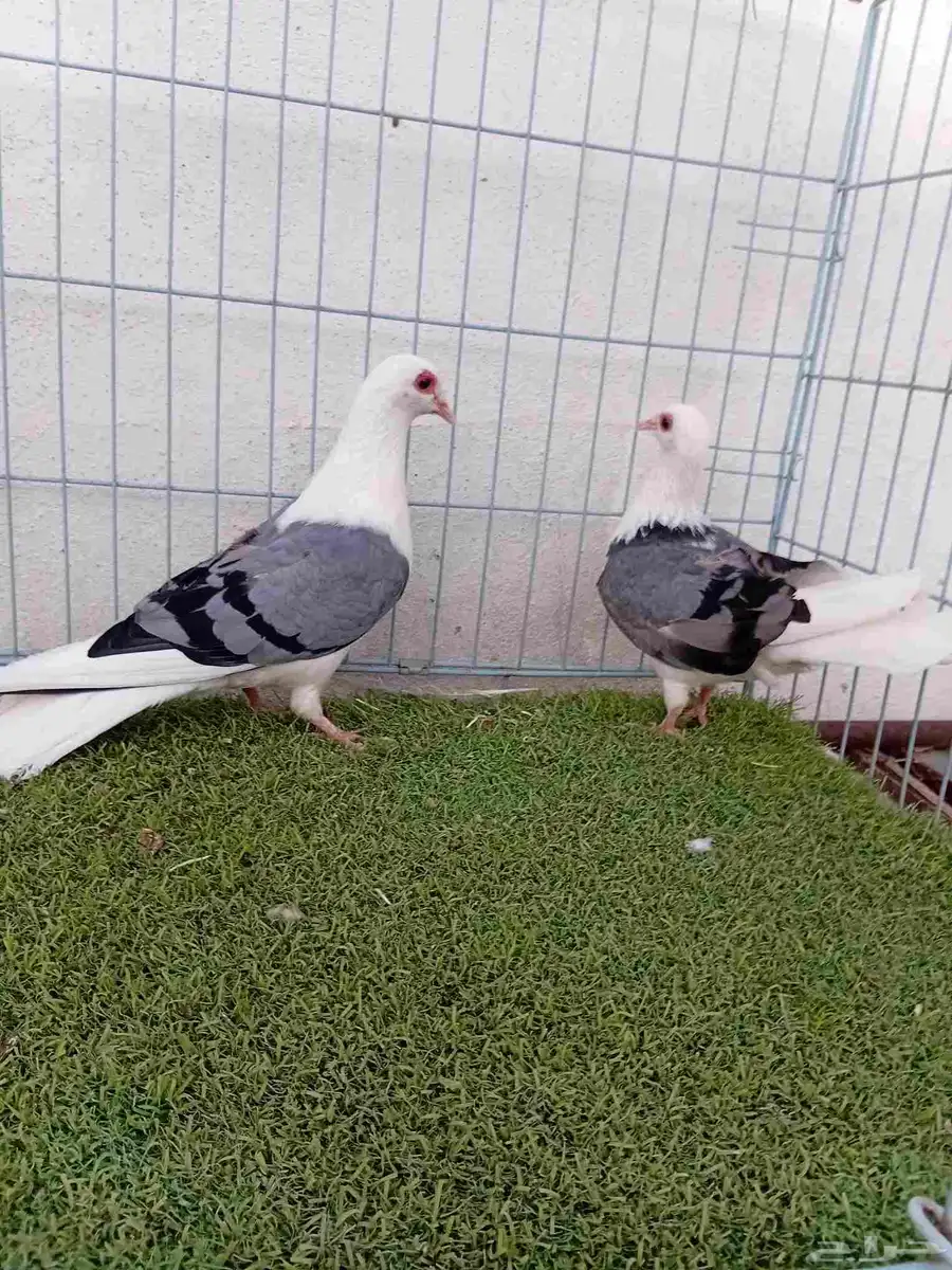 زوج راعبي 5
