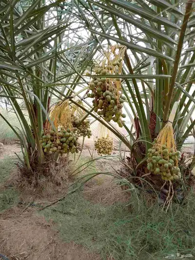 يوجد جثايث اخلاص. ونبوت سيف وسكري 1