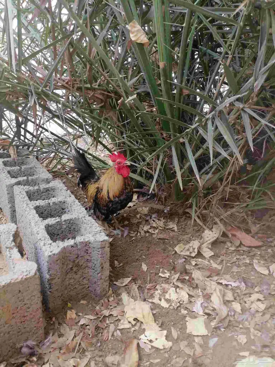 دجاج صيني 0