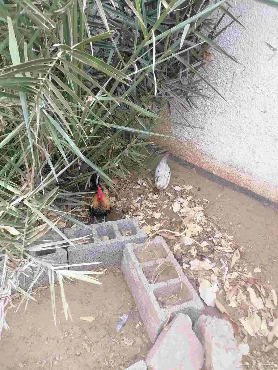 دجاج صيني 1