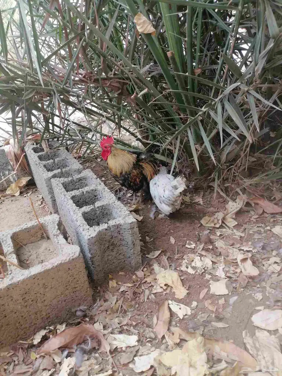 دجاج صيني 3