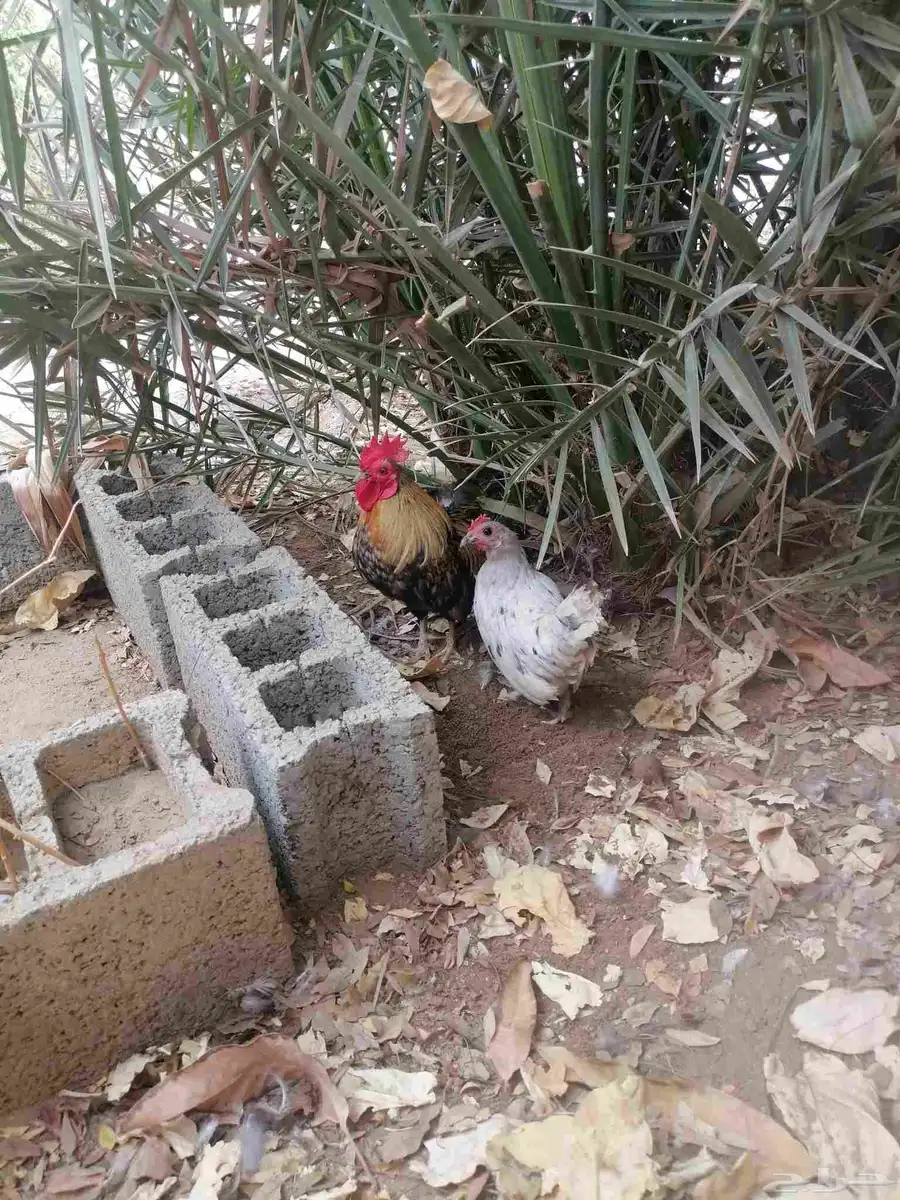 دجاج صيني 2