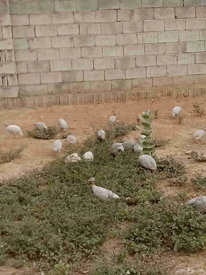 دجاج حبشي اللون رمادي اللي اول حبه على 25 نهايه 3