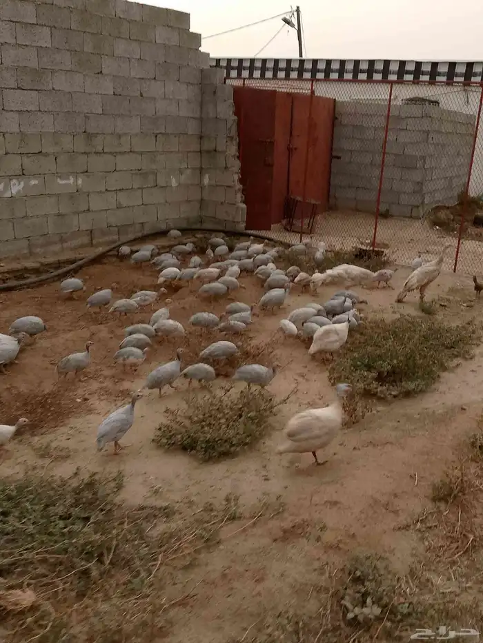 دجاج حبشي اللون رمادي اللي اول حبه على 25 نهايه 5