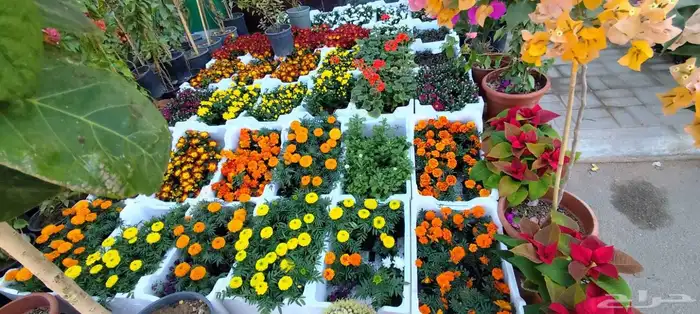 مشتل للنباتات وتنسيق الحدائق 9