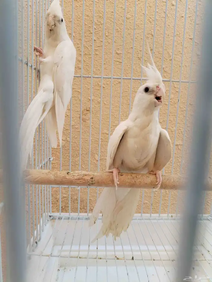 جوز كروان البينو أبيض 0