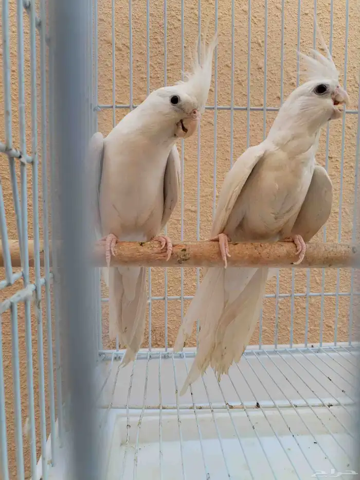 جوز كروان البينو أبيض 7