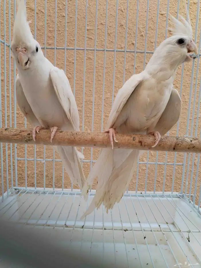 جوز كروان البينو أبيض 3