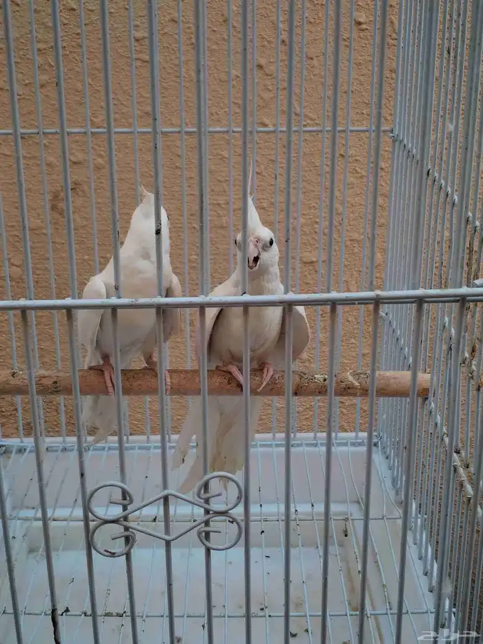 جوز كروان البينو أبيض 5