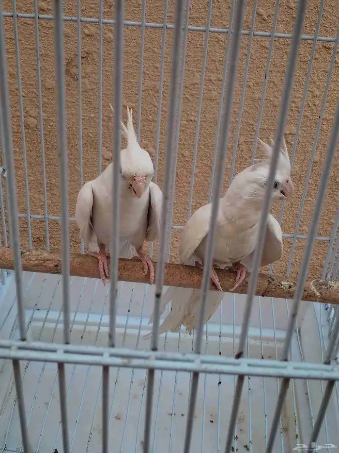 جوز كروان البينو أبيض 4