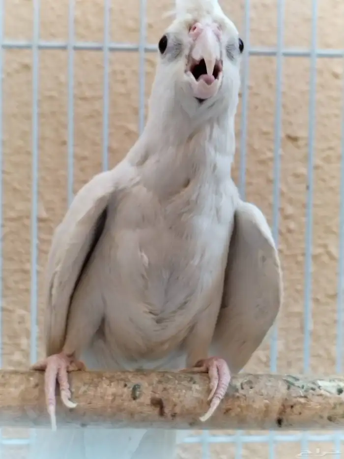 جوز كروان البينو أبيض 2