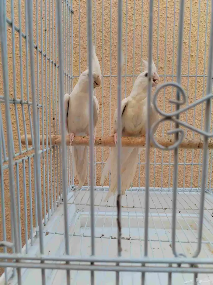 جوز كروان البينو أبيض 1