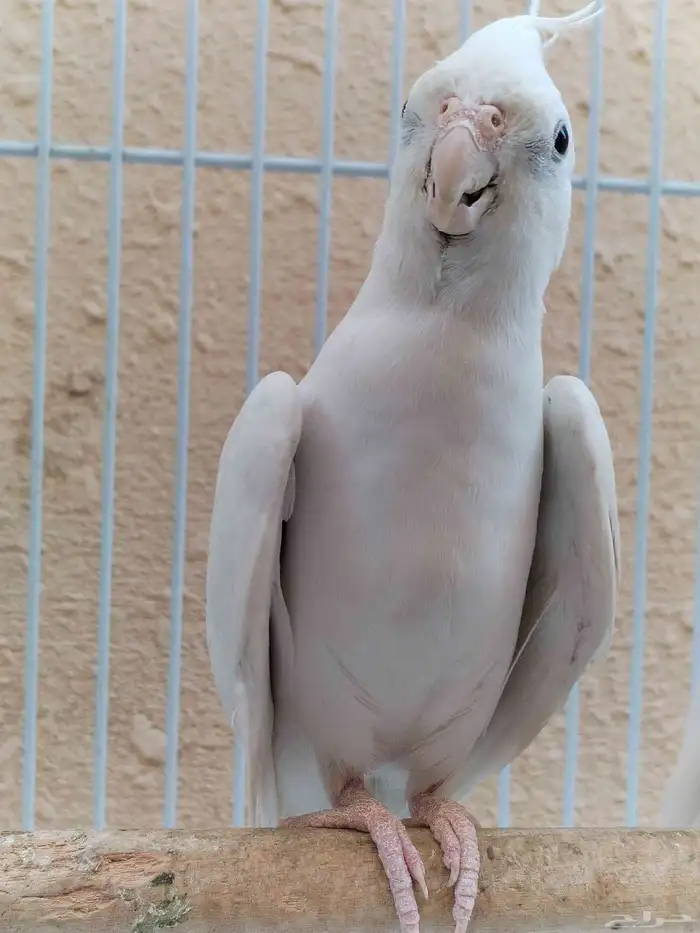 جوز كروان البينو أبيض 6