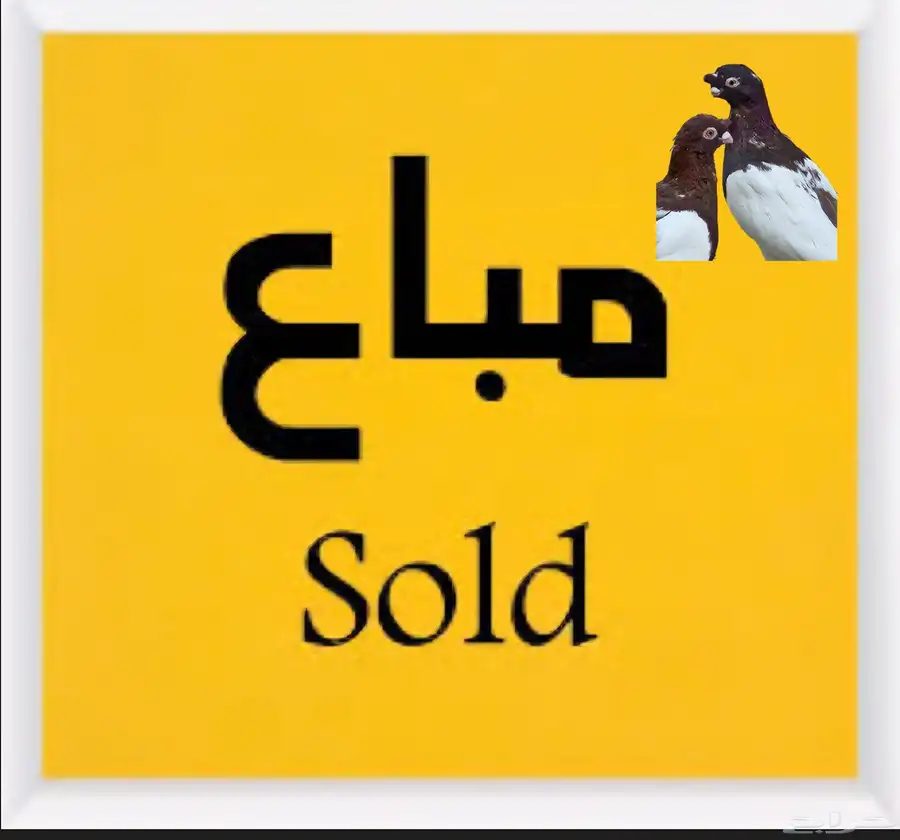 حمام صيني منتج زوج 7