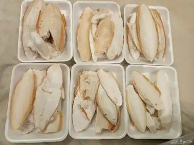 عظم حبار جديد 0