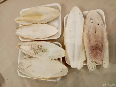 عظم حبار جديد 1