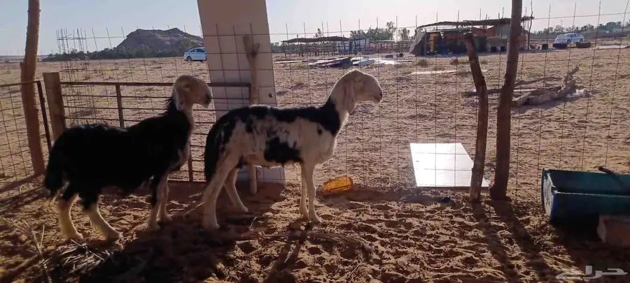 فحل نجدي عيسي صنف وشاتين نجد ملكيات 9