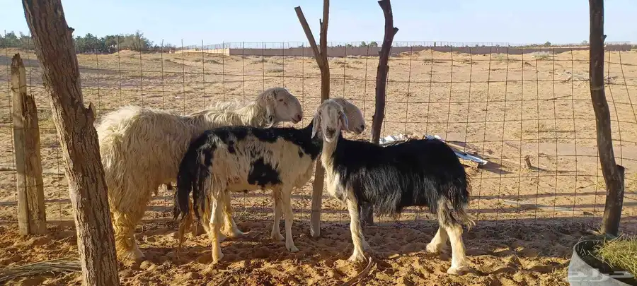 فحل نجدي عيسي صنف وشاتين نجد ملكيات 5
