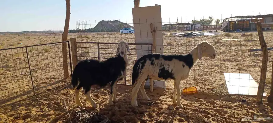 فحل نجدي عيسي صنف وشاتين نجد ملكيات 8