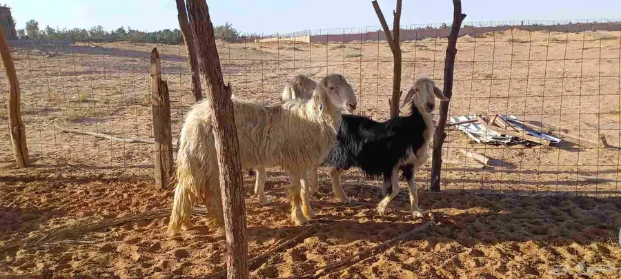 فحل نجدي عيسي صنف وشاتين نجد ملكيات 2