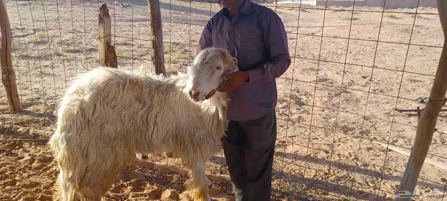 فحل نجدي عيسي صنف وشاتين نجد ملكيات 1