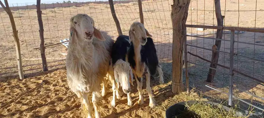 فحل نجدي عيسي صنف وشاتين نجد ملكيات 7
