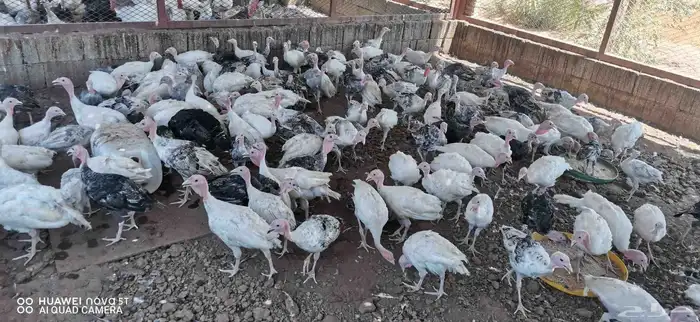 رومى للبيع 2