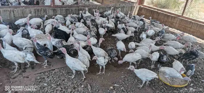 رومى للبيع 1