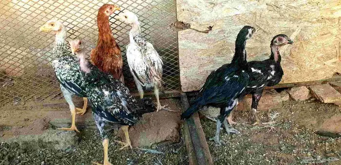 تم البيع صيصان باكستاني فاخر 3