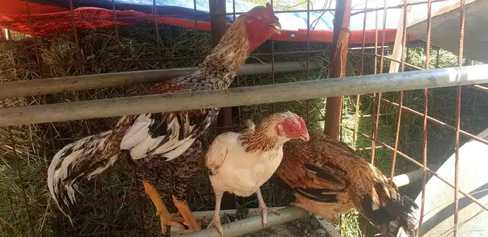 تم البيع صيصان باكستاني فاخر 7