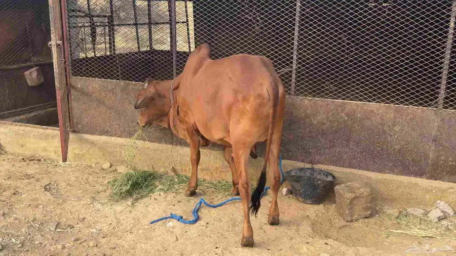 حسيل بلدي للبيع 0