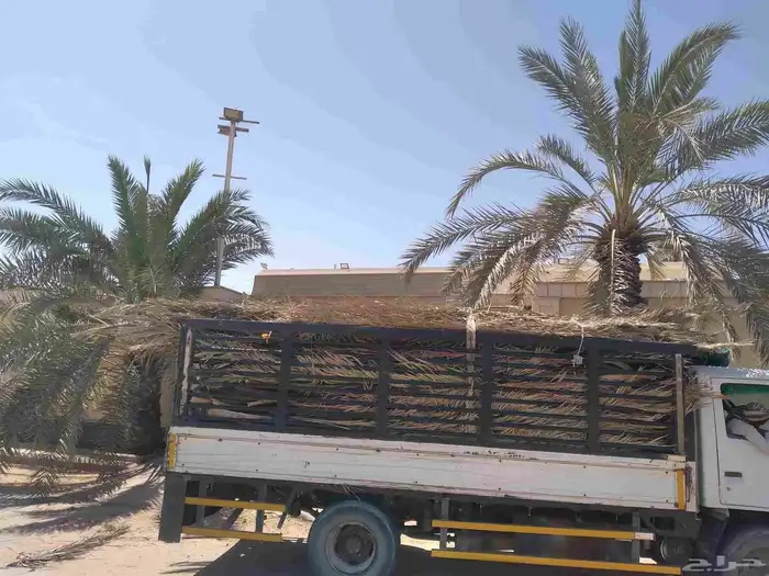 سعف نخل جديد أخضر للعرايش والمظلات 4
