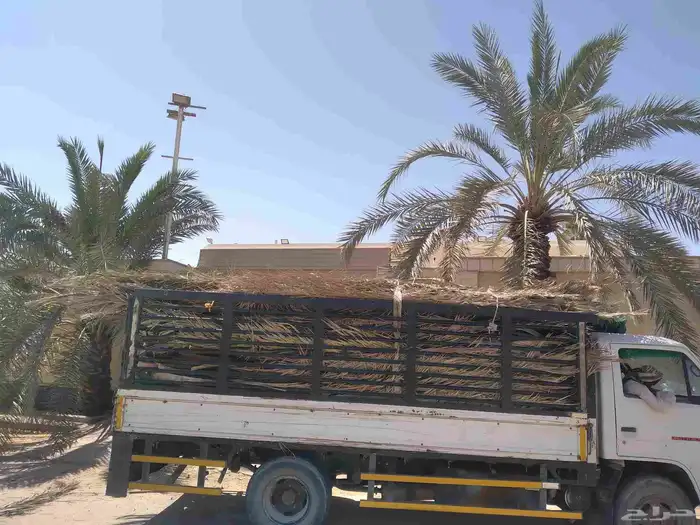سعف نخل جديد أخضر للعرايش والمظلات 5