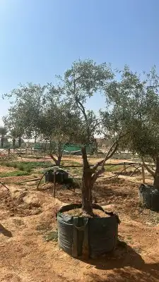تيل طبيعي 5