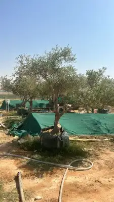 تيل طبيعي 6
