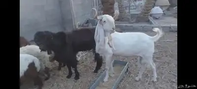 تيوس فحول للبيع الاحساء الهفوف 2