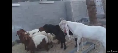 تيوس فحول للبيع الاحساء الهفوف 5