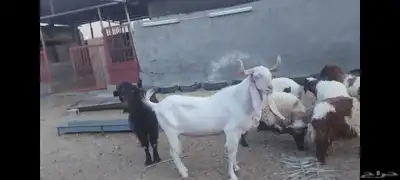 تيوس فحول للبيع الاحساء الهفوف 6