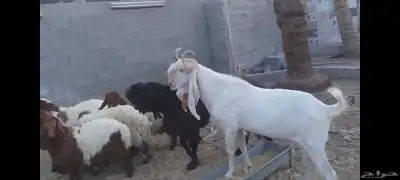 تيوس فحول للبيع الاحساء الهفوف 3