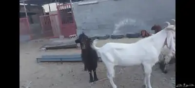 تيوس فحول للبيع الاحساء الهفوف 7